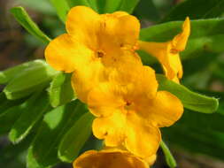 Image of hoary puccoon