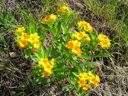 Image of hoary puccoon