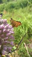 Image of Byssus Skipper