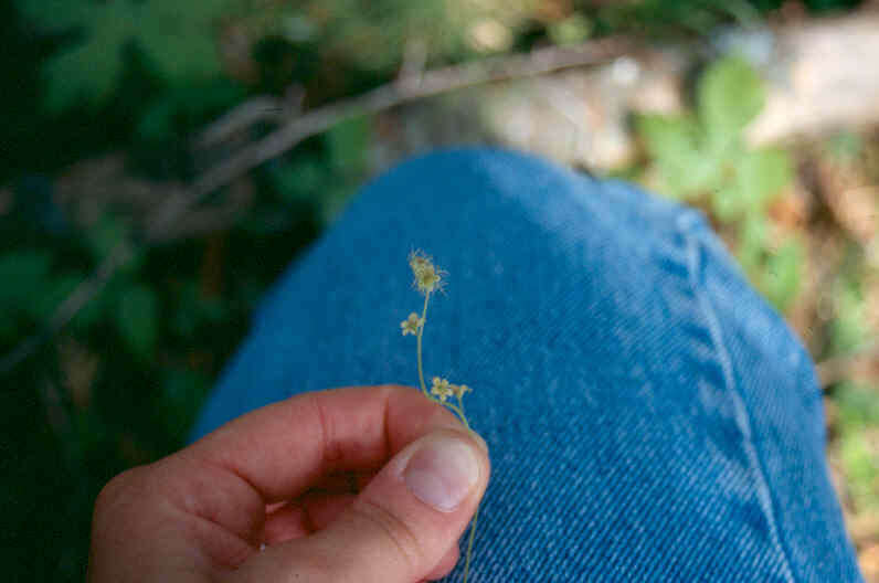 Image of naked miterwort