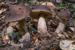 Image of Leccinellum pseudoscabrum (Kallenb.) Mikšík 2017