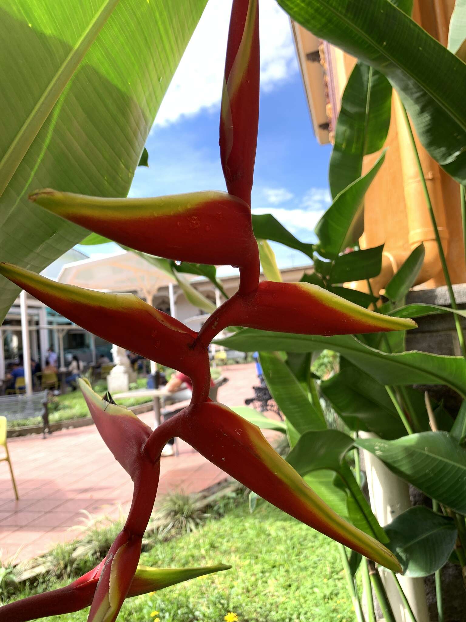 Image of Heliconia rauliniana Barreiros