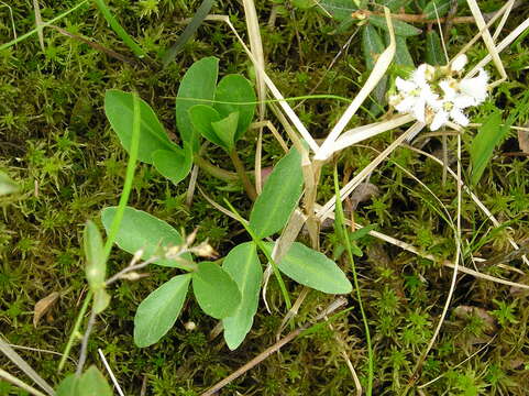 Image of bogbean