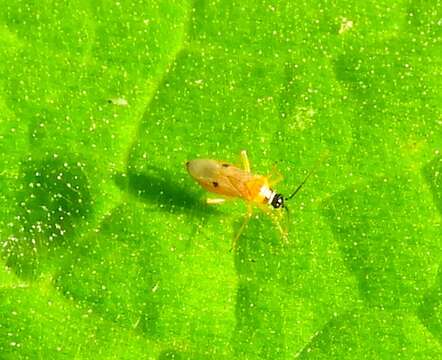 Image of Tupiocoris notatus (Distant 1893)