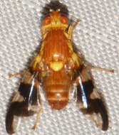 Image of Walnut Husk Maggot