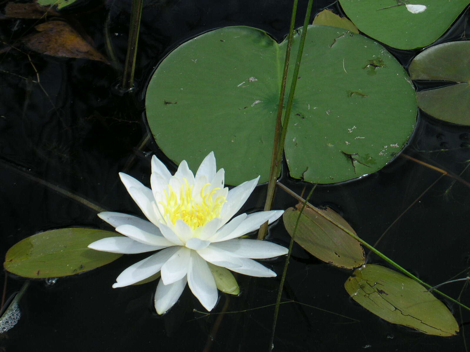 Image of American white waterlily