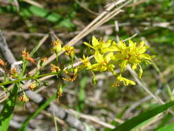 Image of earth loosestrife