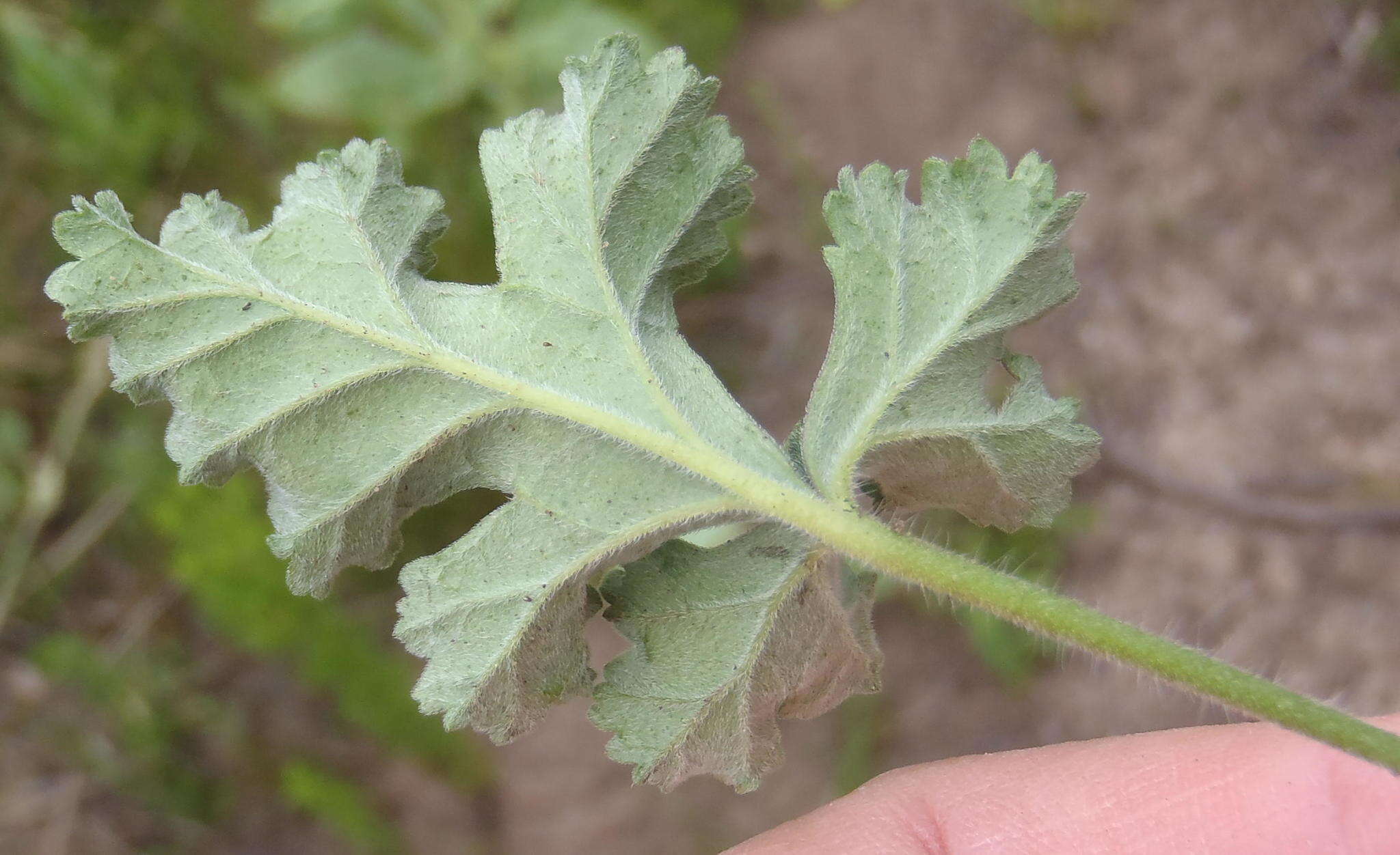 Image of geranium