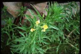 Imagem de Oenothera biennis L.