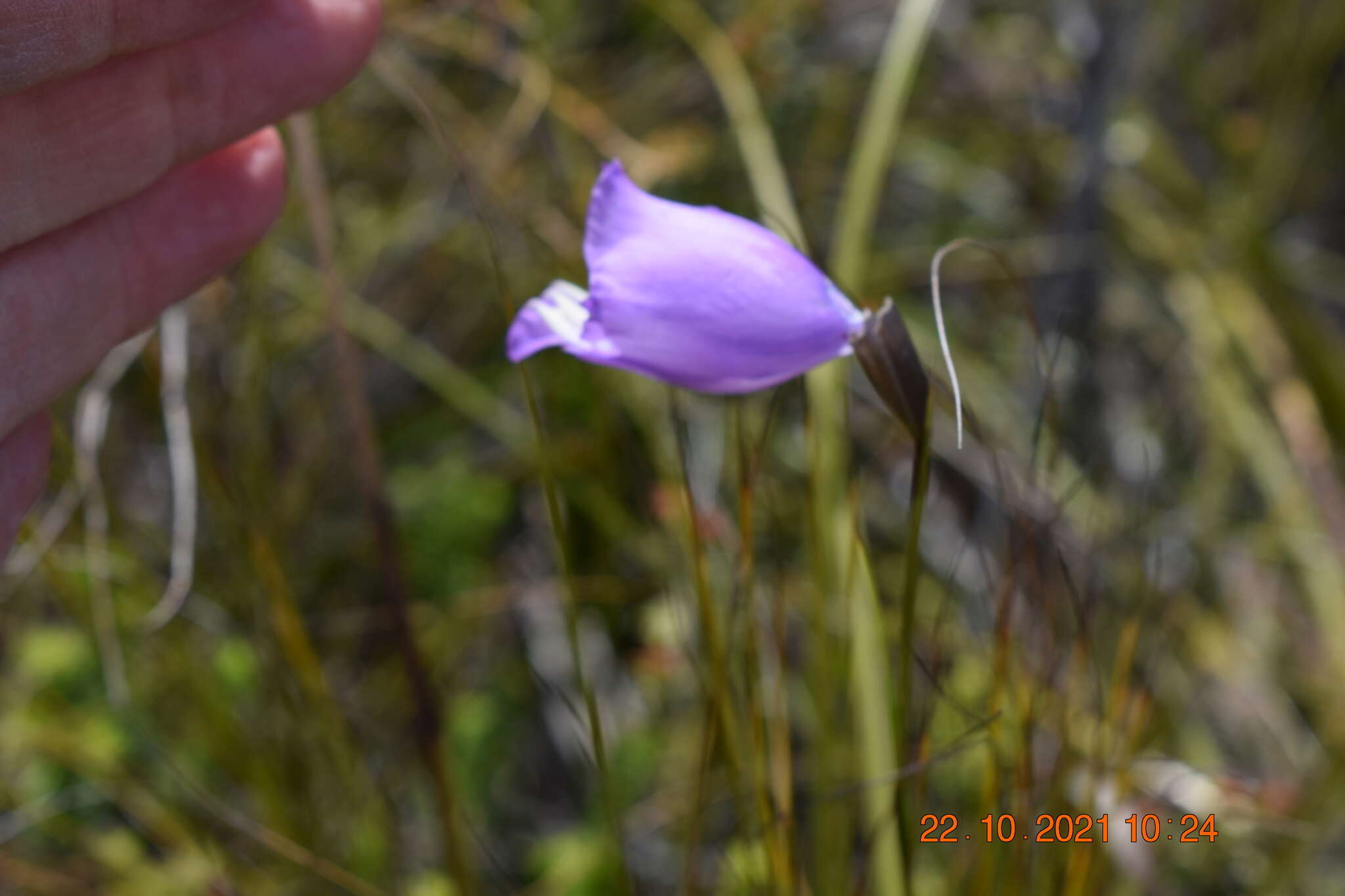 Image of Gladiolus bullatus Thunb. ex G. J. Lewis