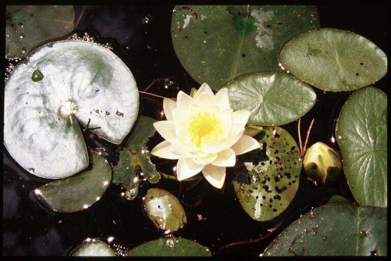 Image of American white waterlily