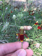 Imagem de Ratibida columnifera (Nutt.) Woot. & Standl.