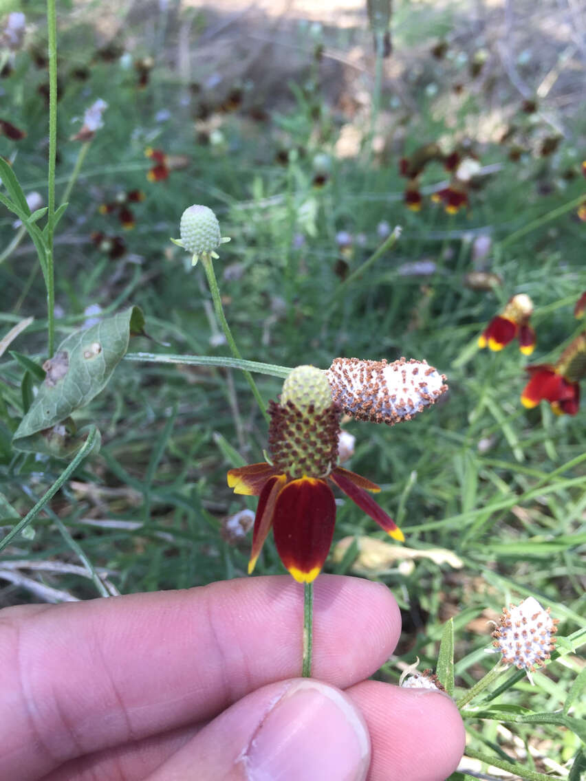 Image of Mexican hat