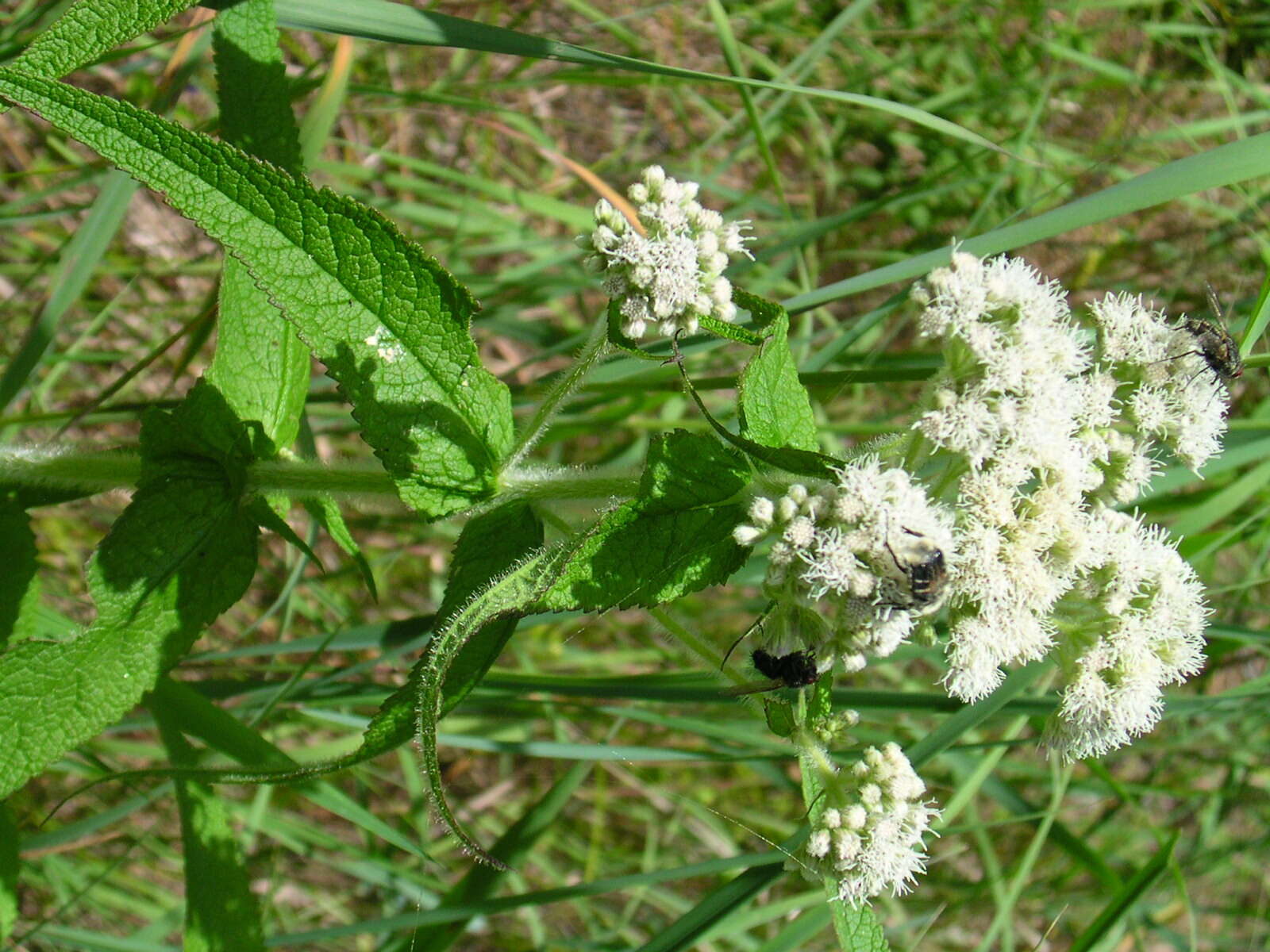 Image of common boneset