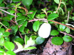 Image of creeping snowberry