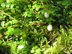 Image of creeping snowberry