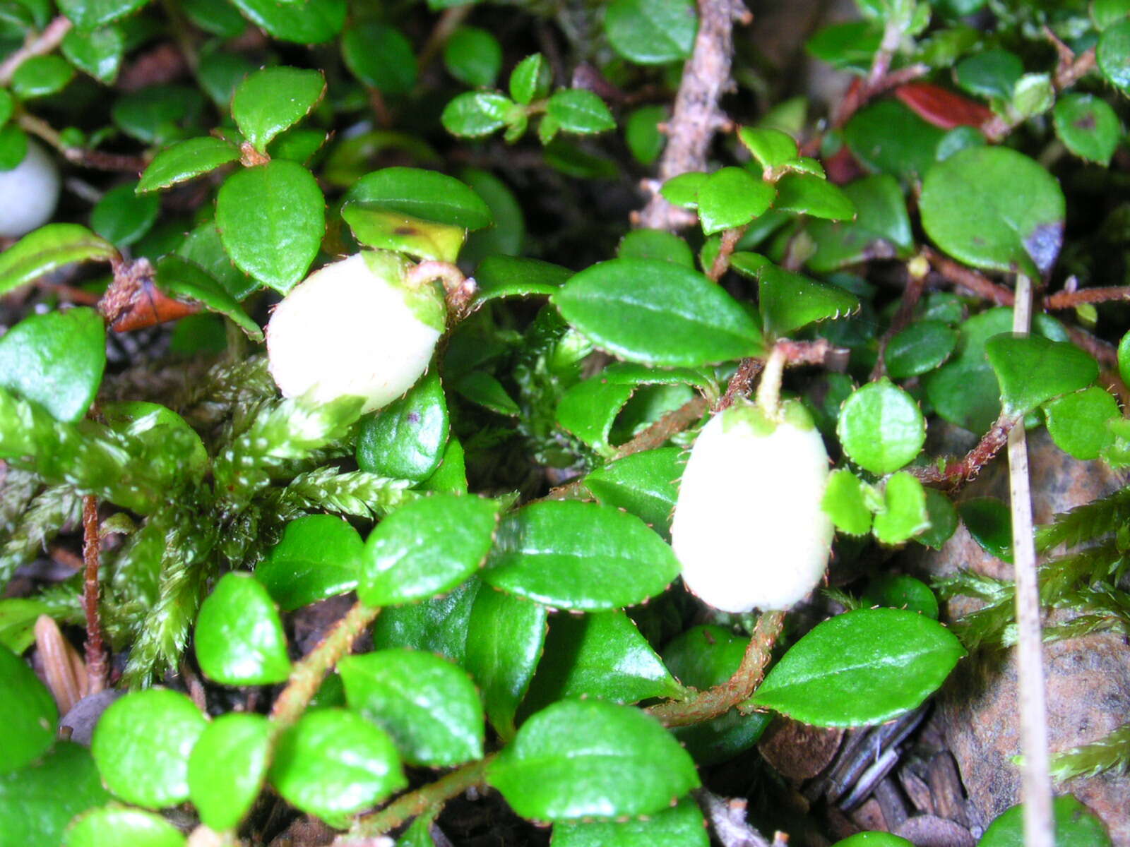 Image of creeping snowberry