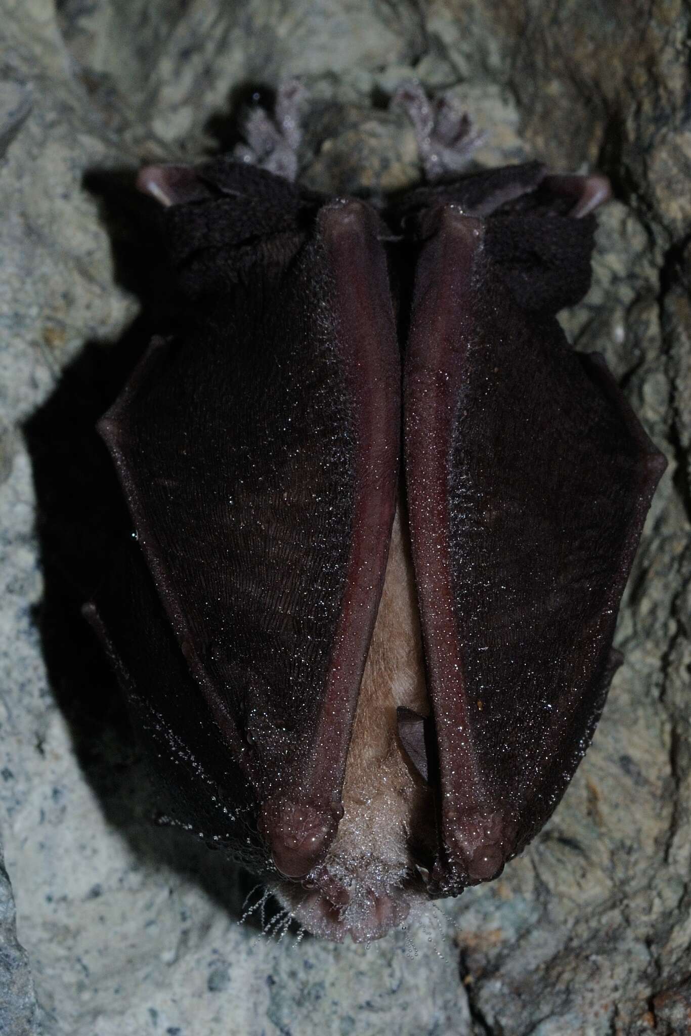 Image of Greater Horseshoe Bat