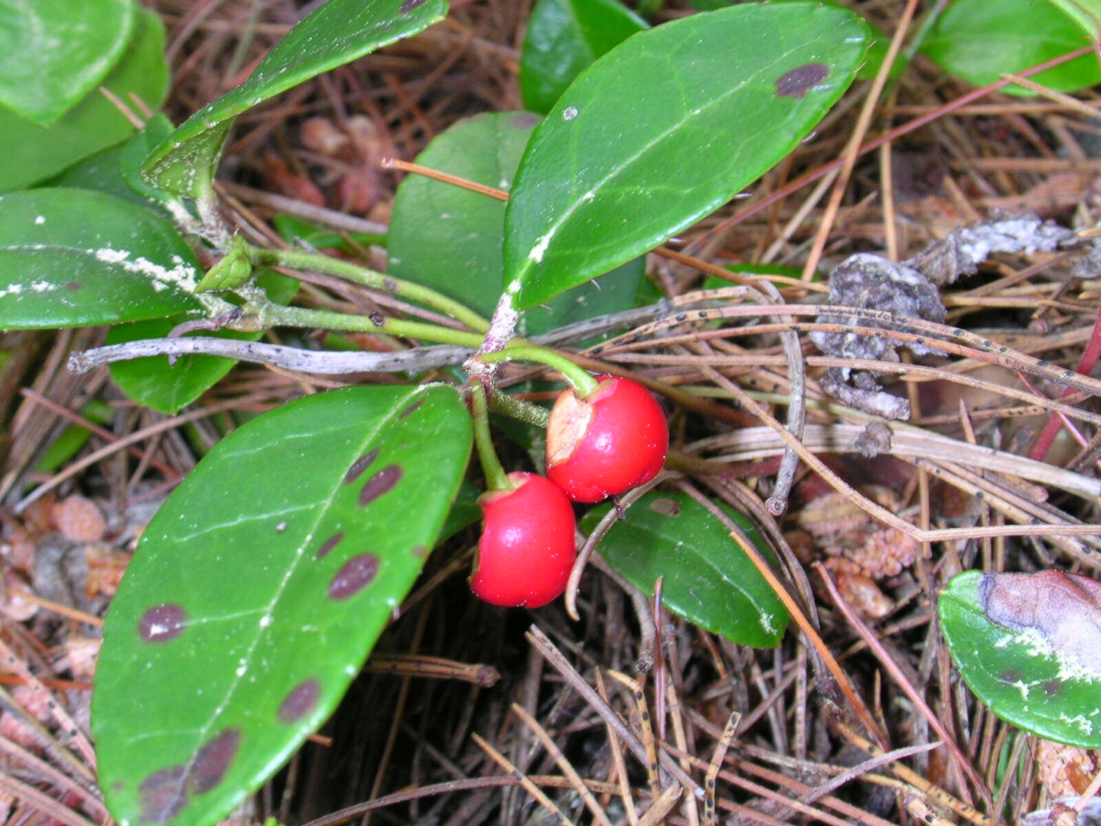 Image of eastern teaberry