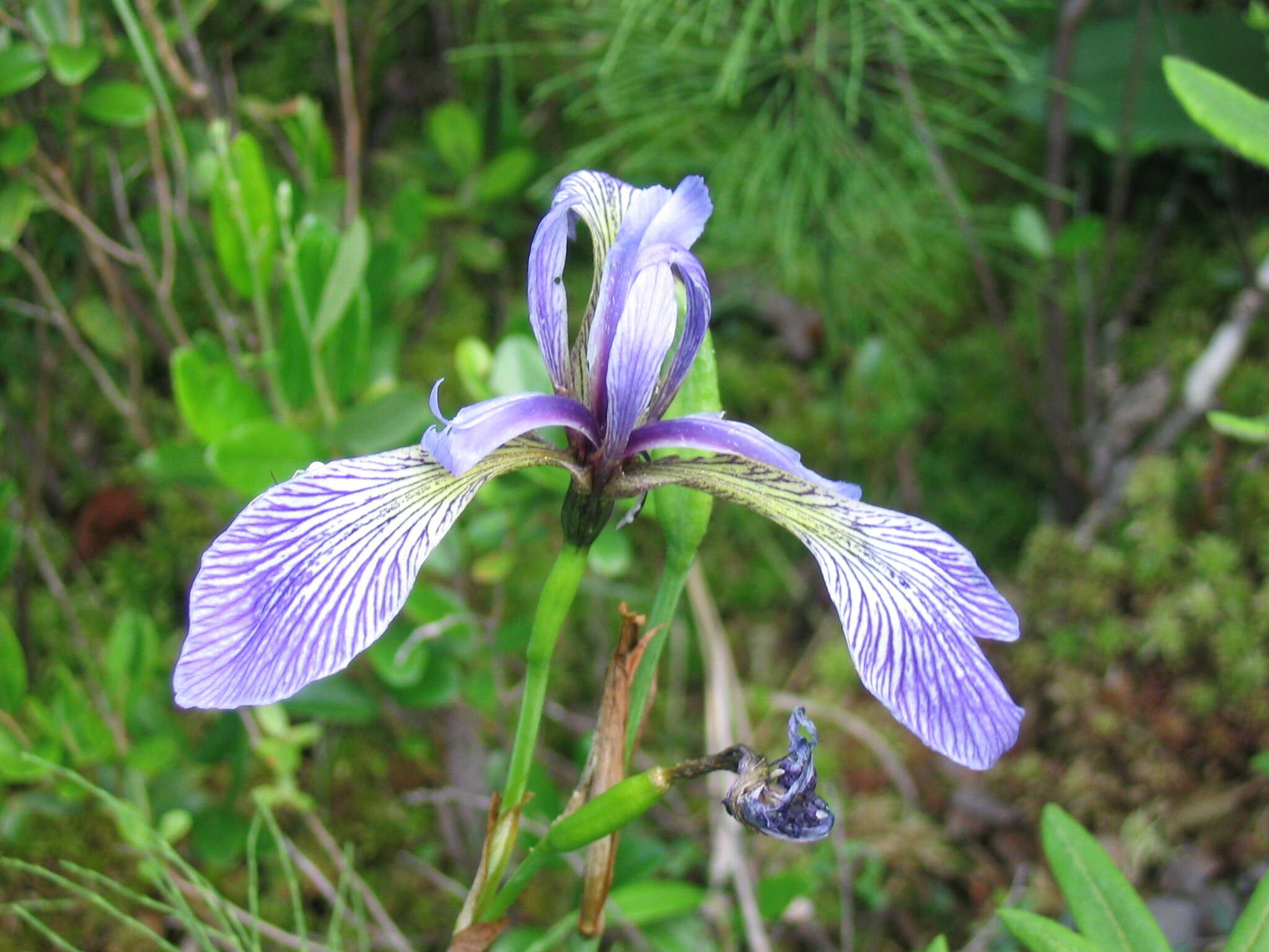 Image de blue flag iris versicolore