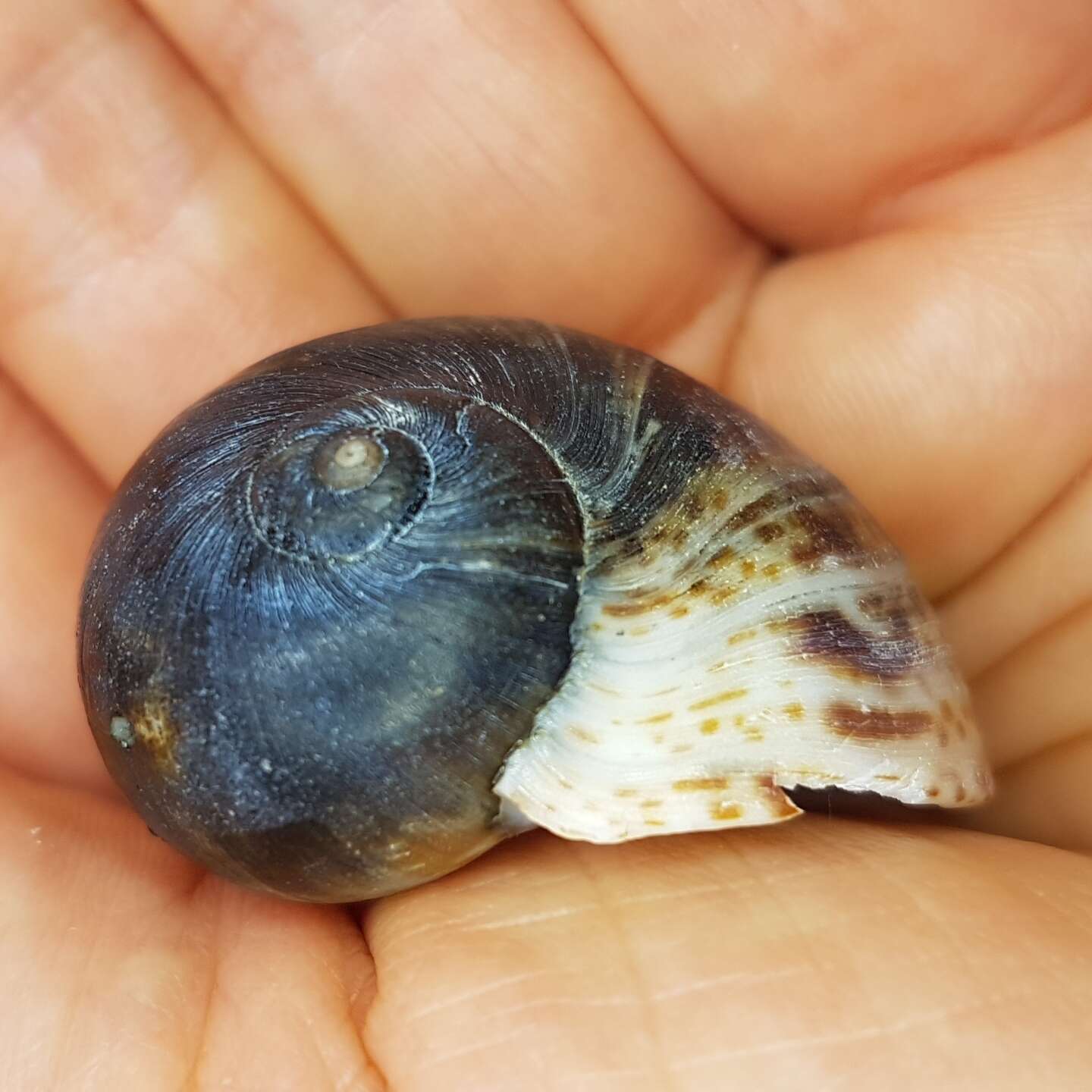 Image of Hebrew moon shell