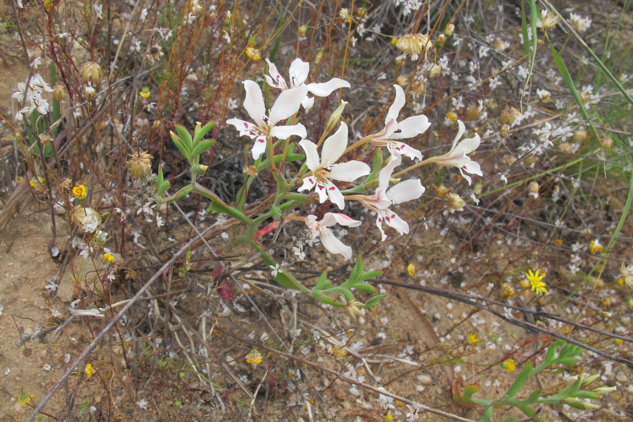 Image of Lapeirousia fabricii subsp. fabricii