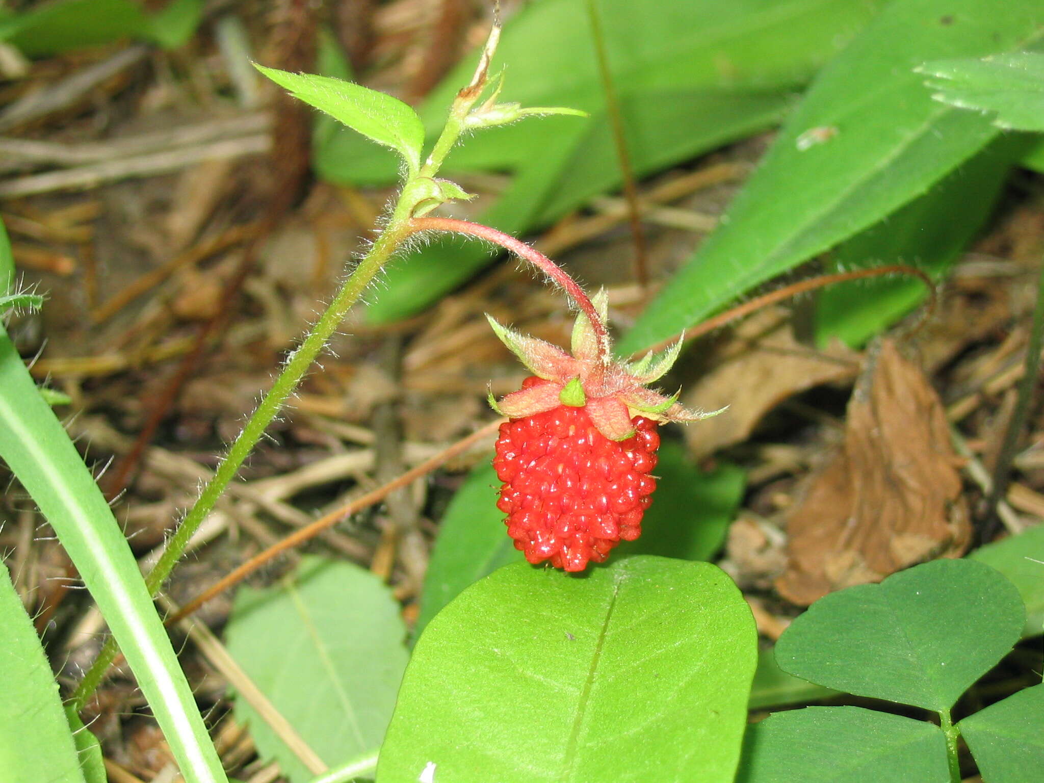 Image of Virginia strawberry