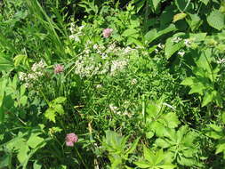 Image of Northern bedstraw