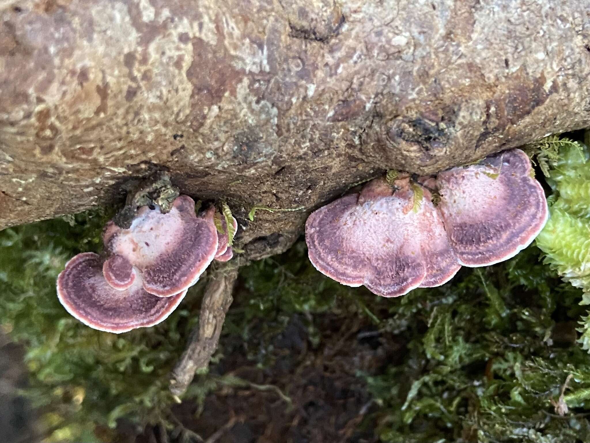 Image of Plicaturopsis scarlatina P. K. Buchanan & Hood 1992