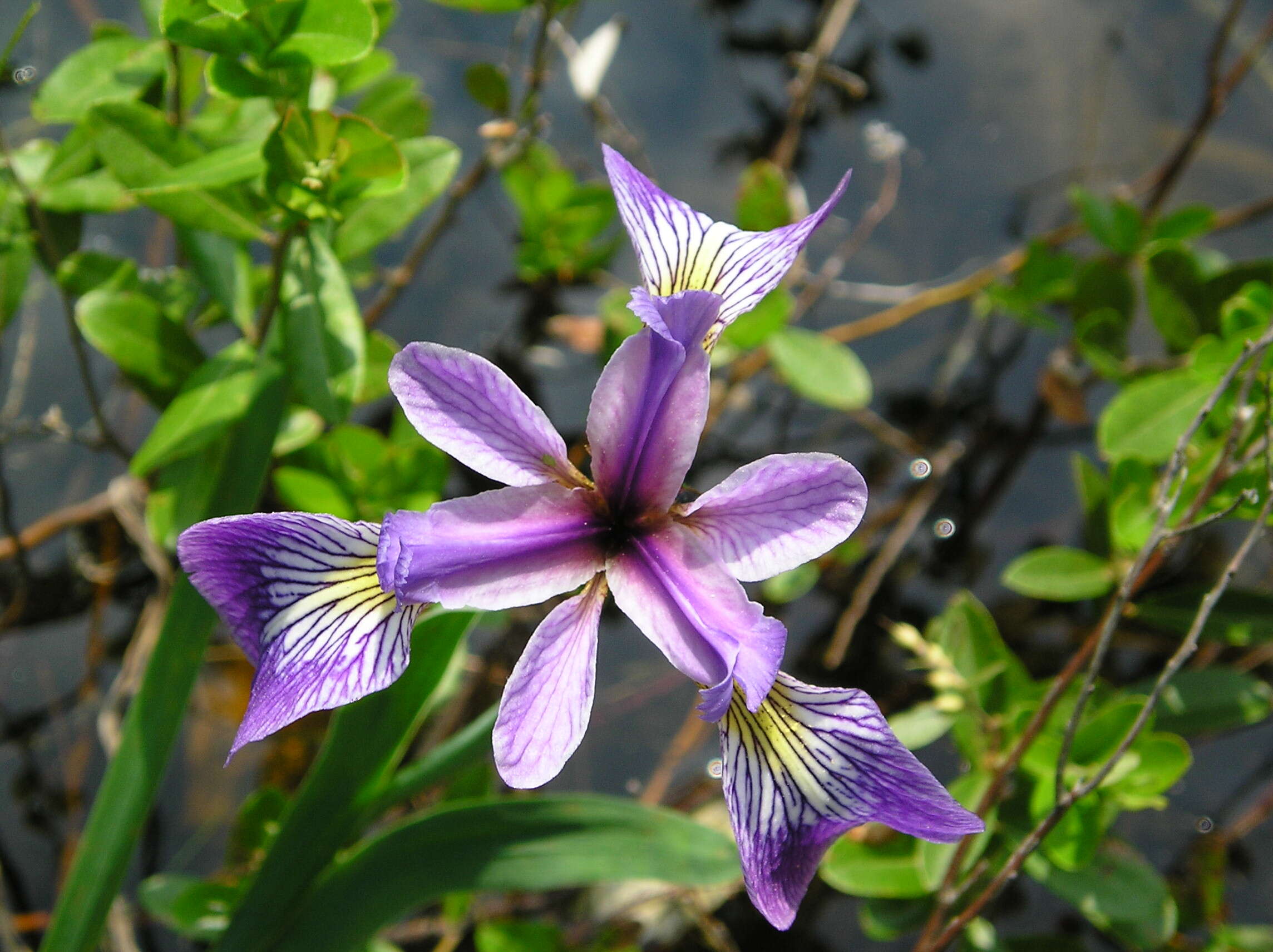 Image de blue flag iris versicolore