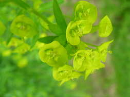 Image of leafy spurge