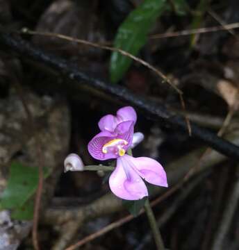 Image of Nilgiri disperis