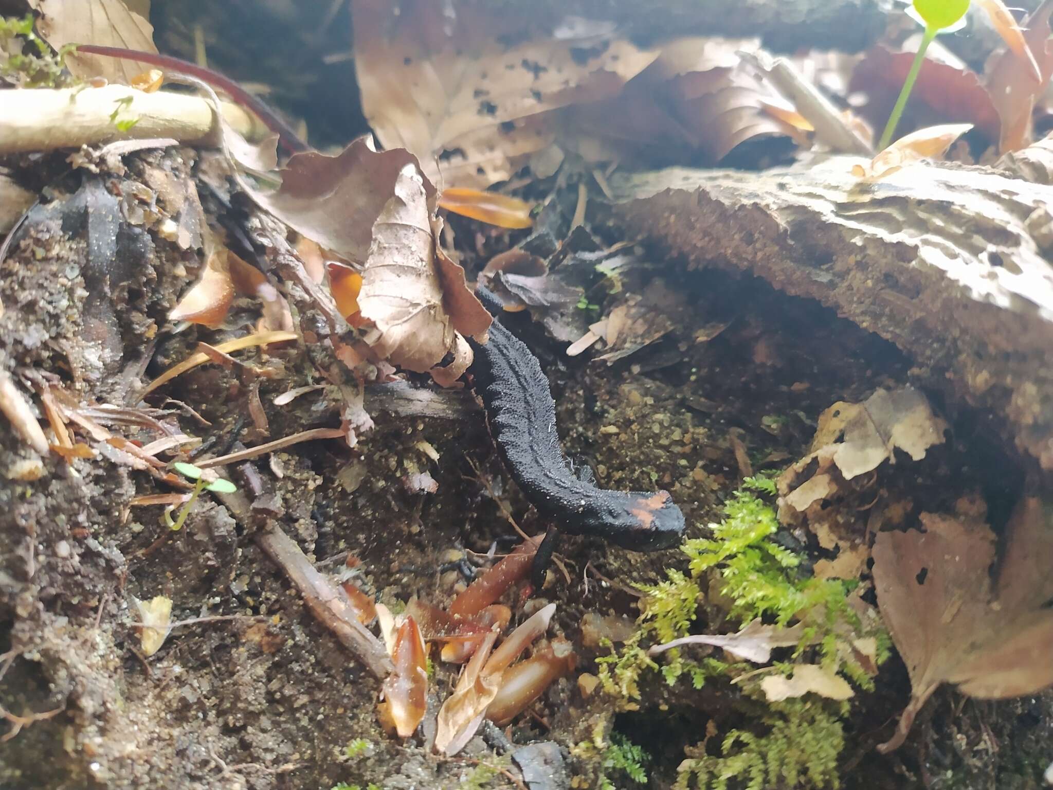 Image of Spectacled Salamander