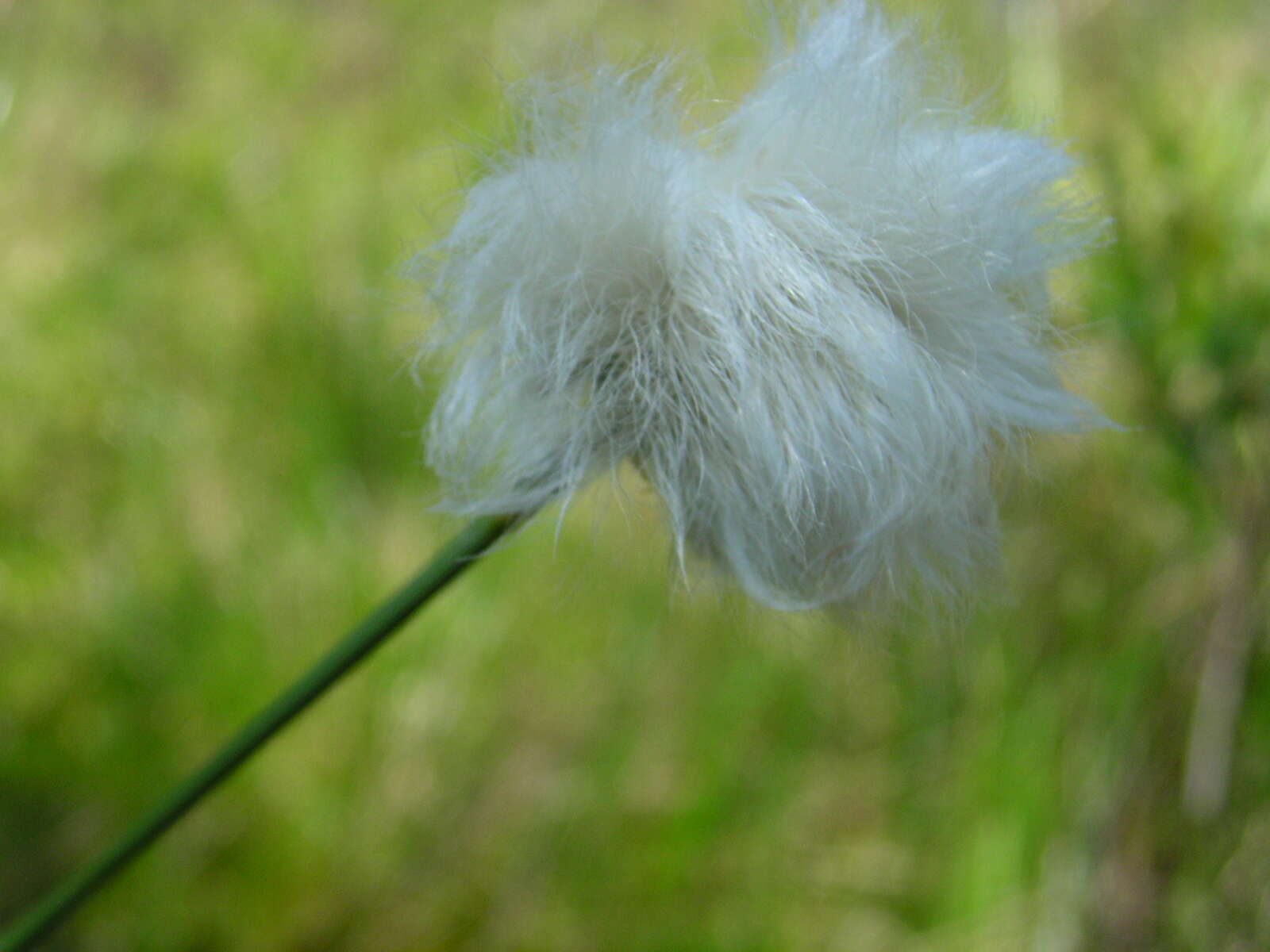 Image de Linaigrette dense