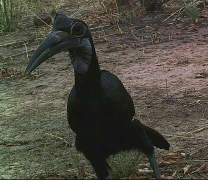 Image of Abyssinian Ground Hornbill