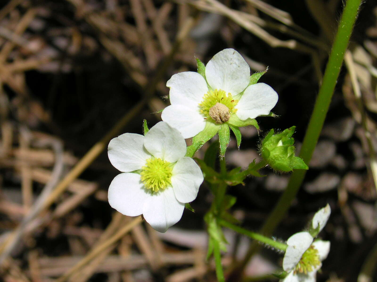 Image of Virginia strawberry