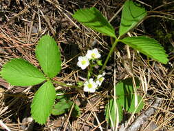 Image of Virginia strawberry