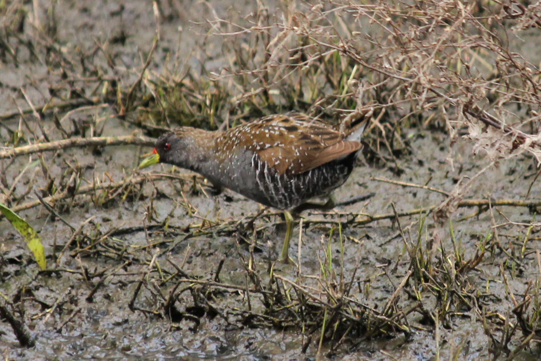 Image of Australian Crake