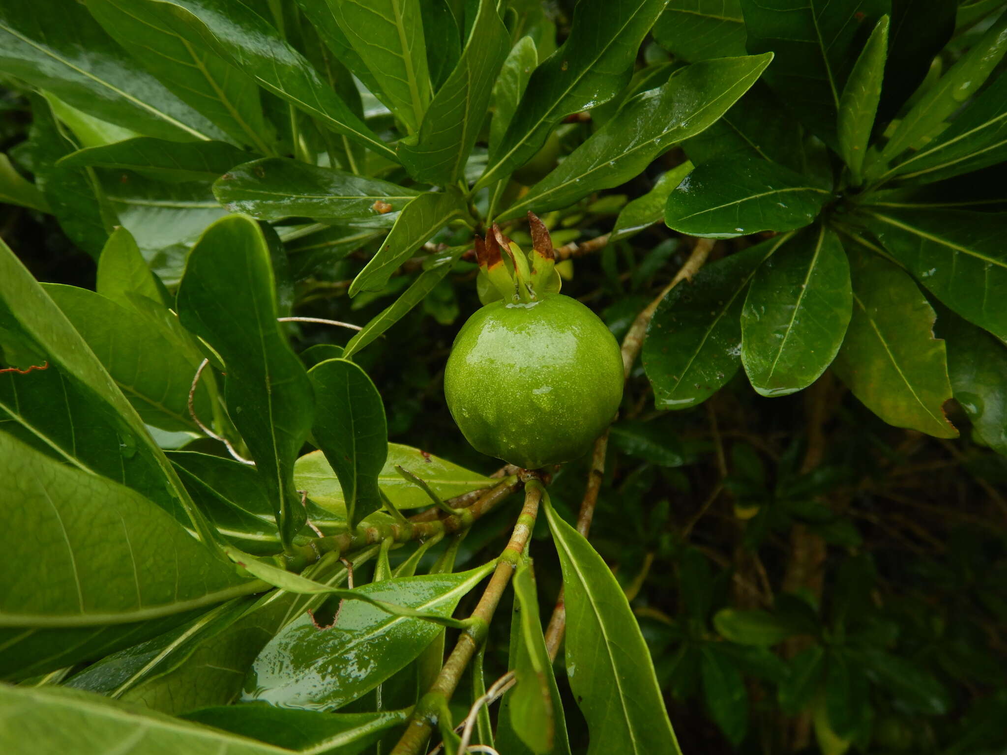 Image of Gardenia urvillei Montrouz.