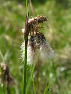 Image of common cottongrass