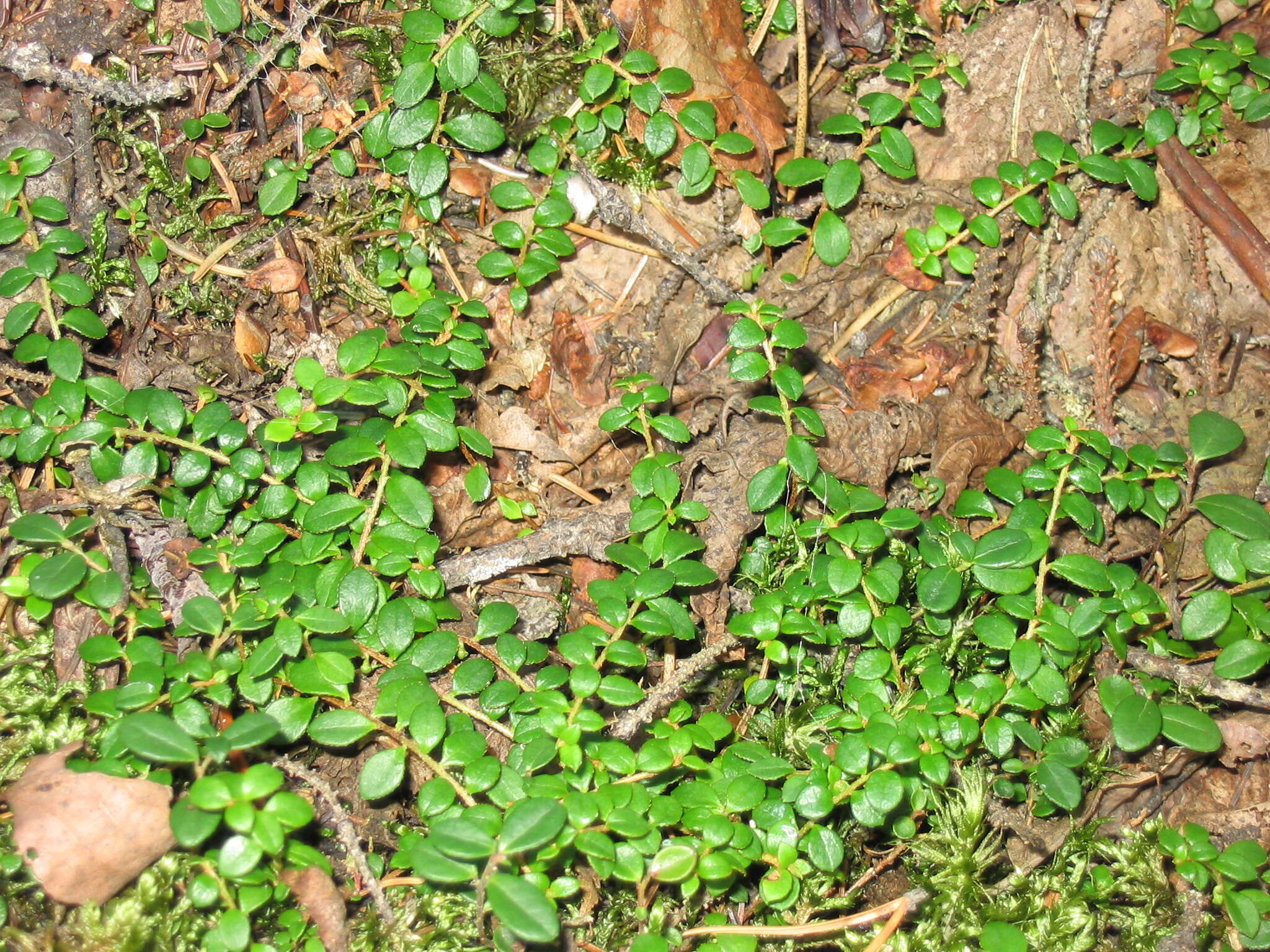 Image of creeping snowberry