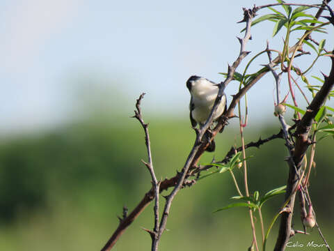 Polioptila plumbea atricapilla (Swainson 1831) resmi