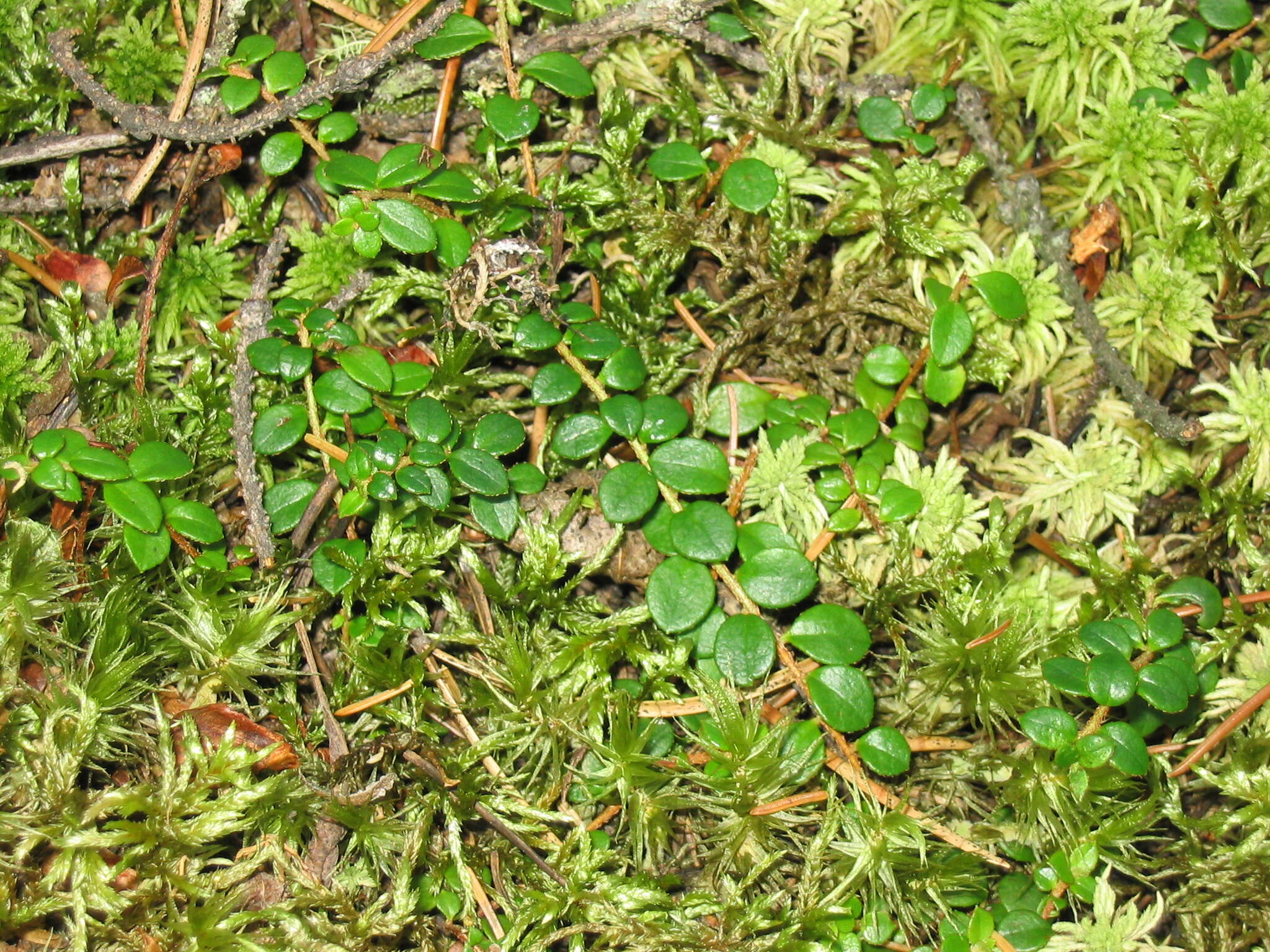 Image of creeping snowberry