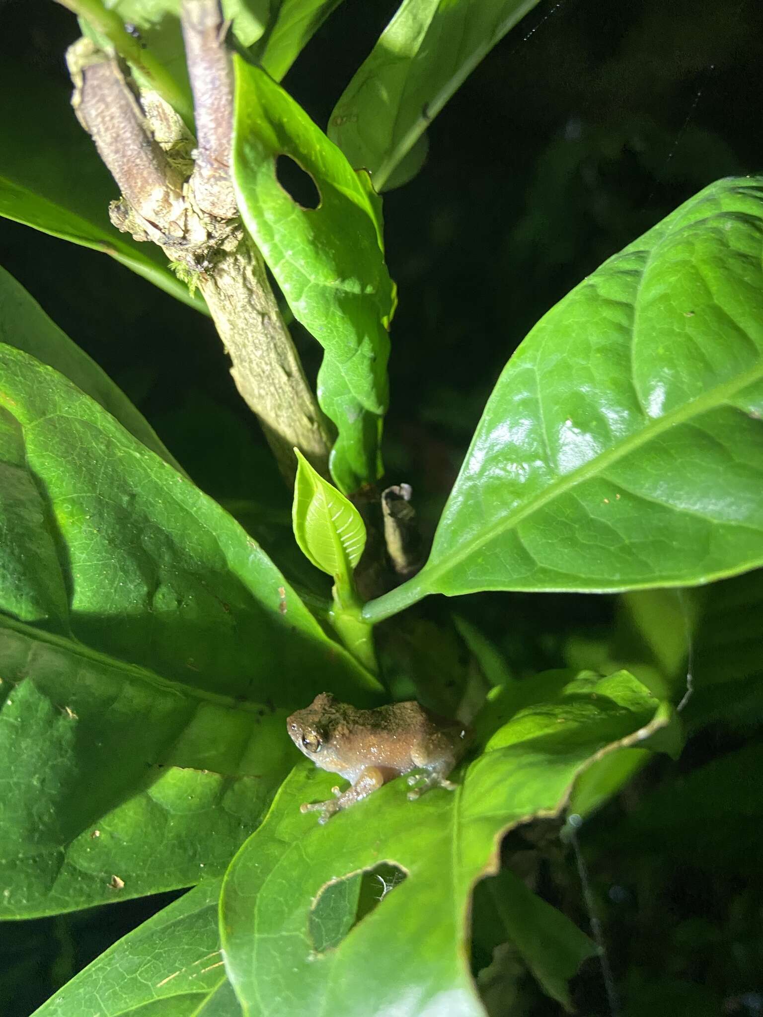 Image of Kudremukh bush frog