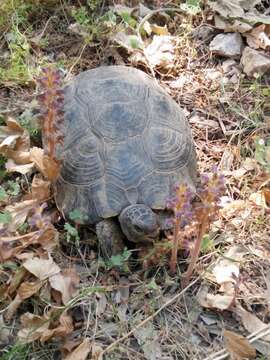 Imagem de Testudo marginata Schoepff 1792