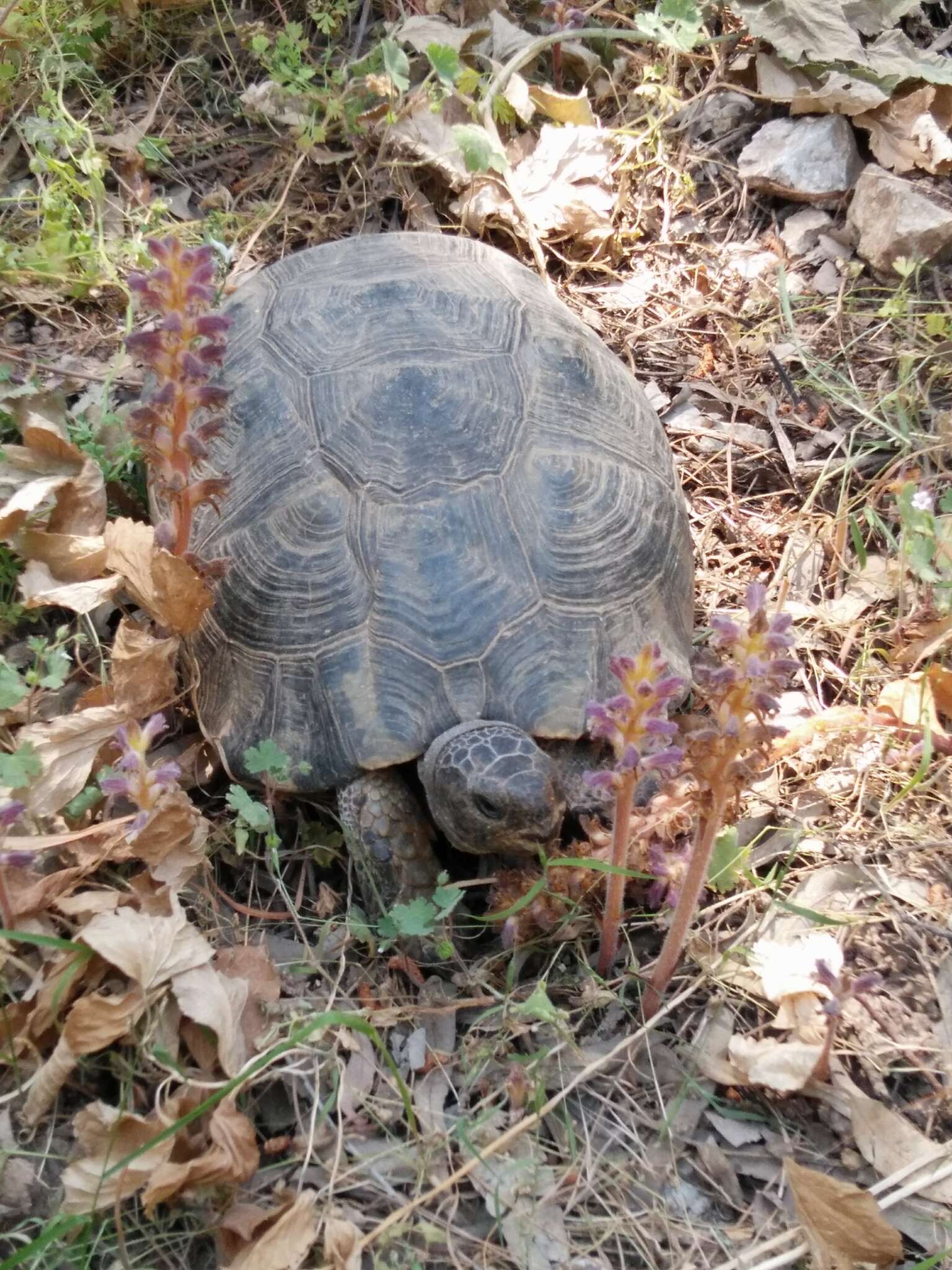 Image of Marginated Tortoise