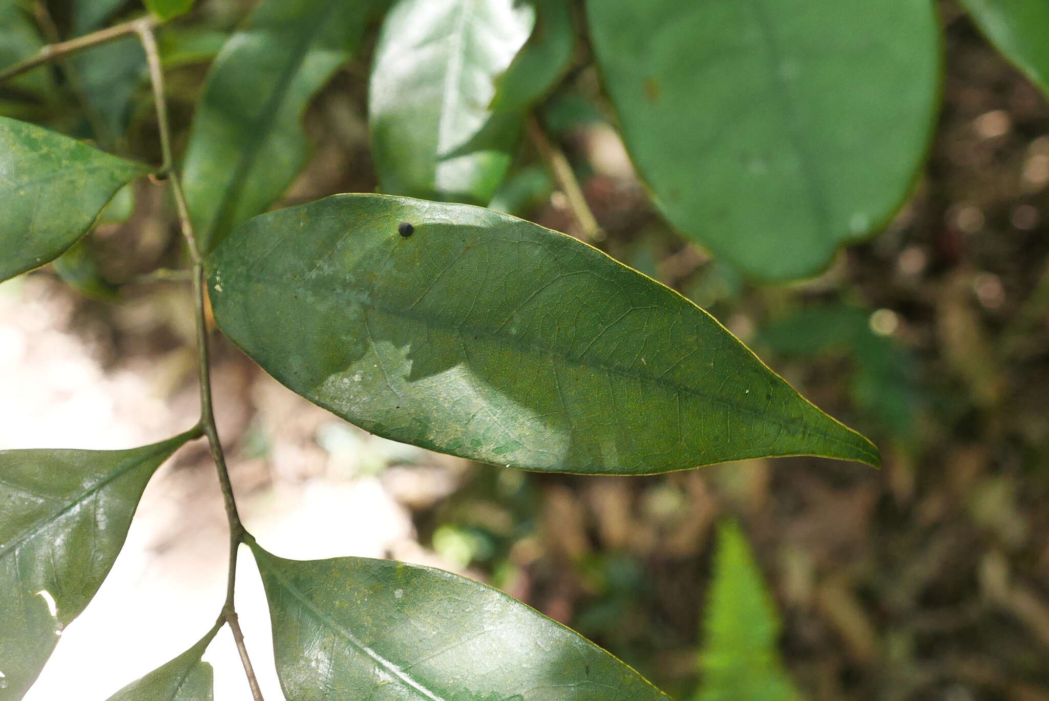 صورة Castanopsis fargesii Franch.