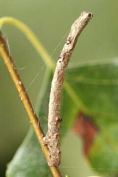 Слика од Plagodis pulveraria Linnaeus 1758