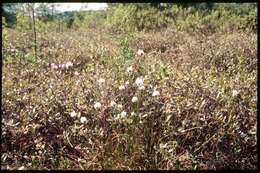 Image de Linaigrette dense