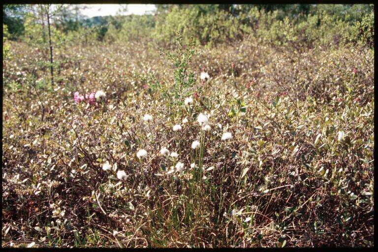 Image de Linaigrette dense